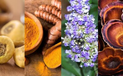 Top 10 superfoods that will balance your hormones